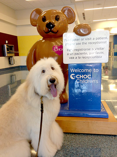 Wally, a labradoodle, participates in CHOC Children’s pet therapy program.