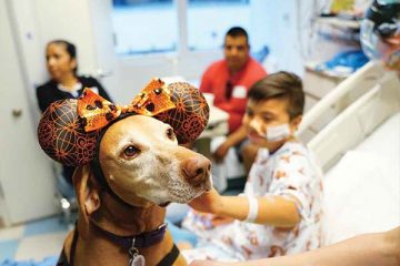 Eyes of Pet Therapy Dog