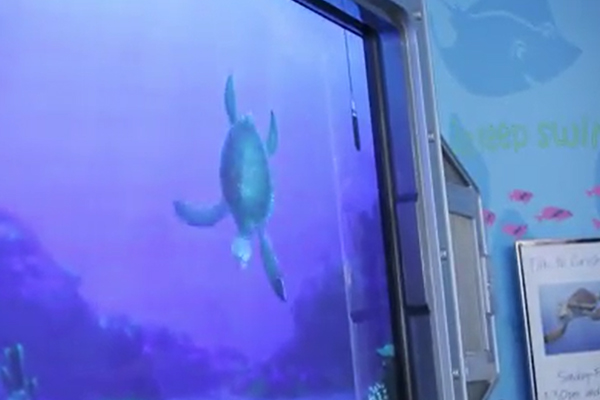 Turtle Talk at CHOC Hospital