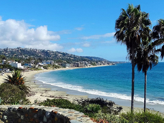 Photo of beach and palm trees