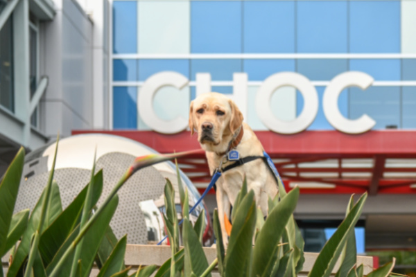 CHOC resident dog Lois outside CHOC Hospital