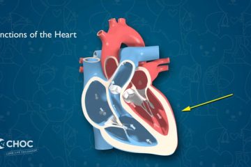 Heart – Normal