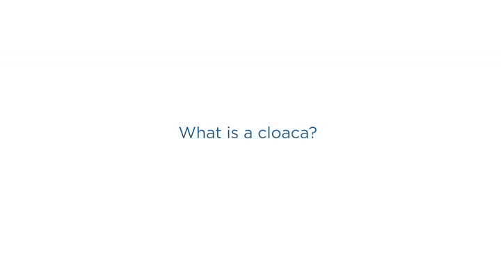 Understanding Cloacal Anomalies: Causes & Care