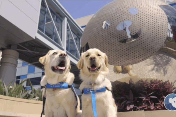 Two resident dogs sitting in front of the Choco logo outside.