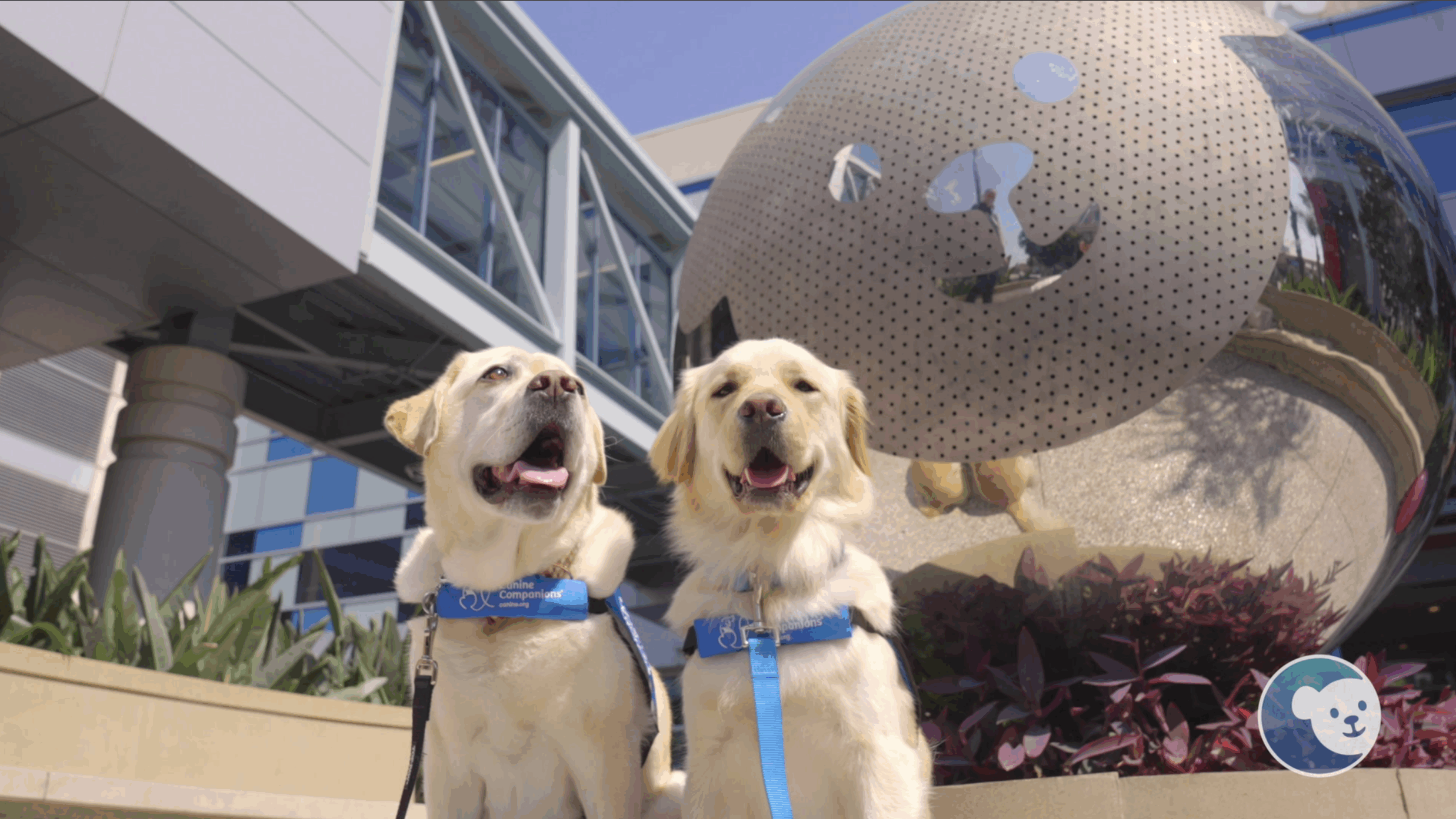 Two resident dogs sitting in front of the Choco logo outside.