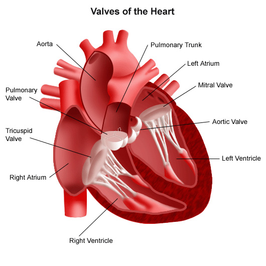 Heart valves