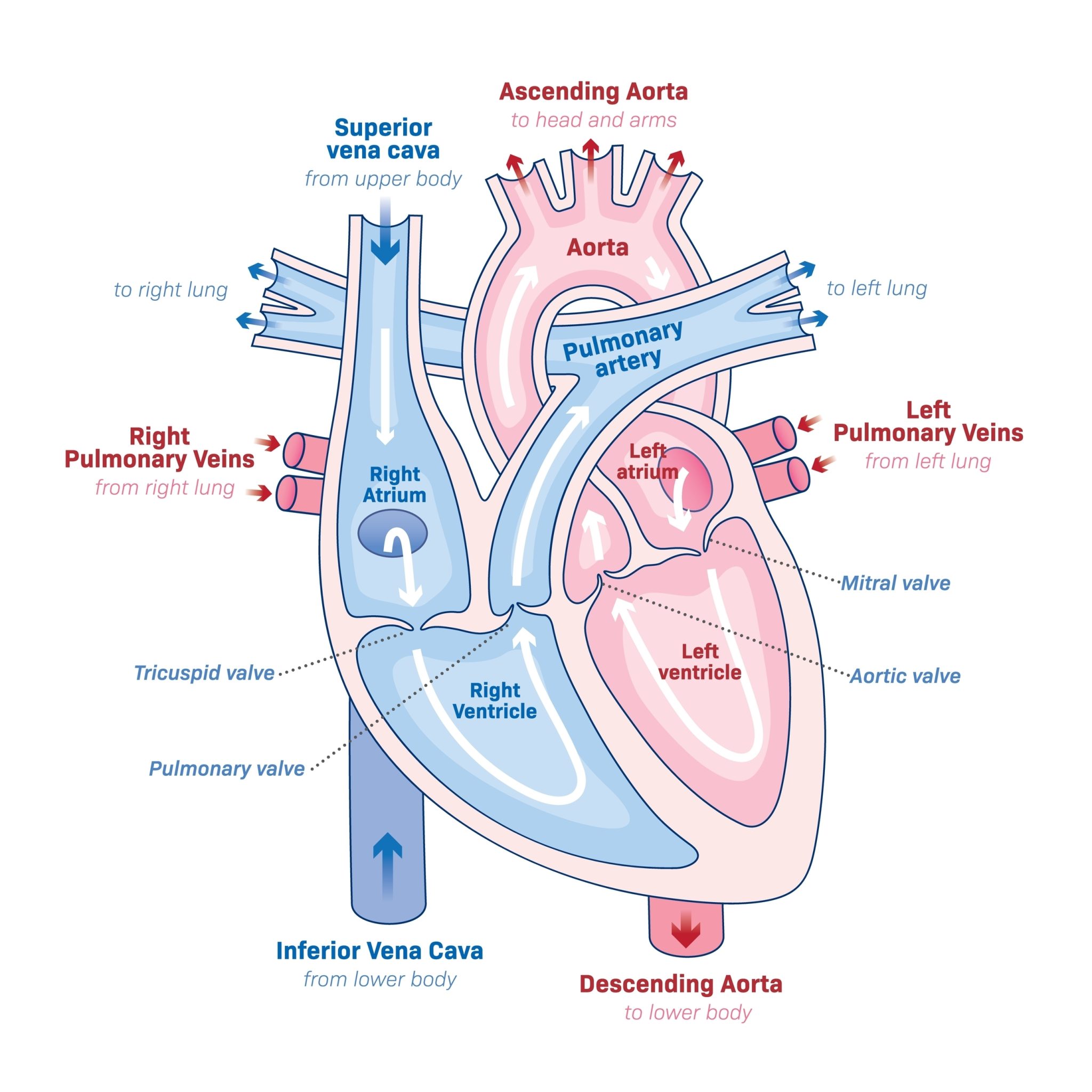 Heart Conditions in Children - Children's Hospital of Orange County